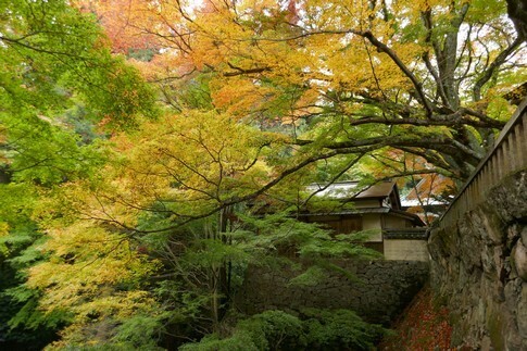 根香寺 紅葉1.jpg