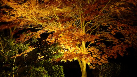 桜山公園の夜景3.jpg