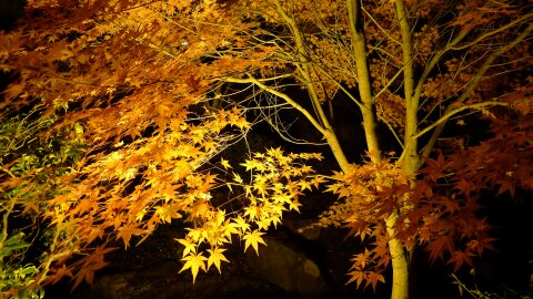 桜山公園の夜景4.jpg