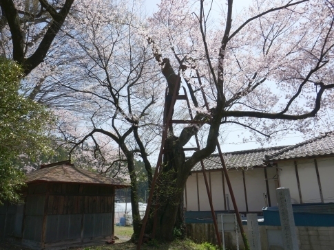 桜森のヒガンザクラ5.jpg