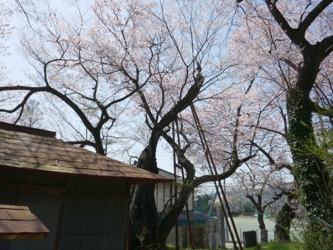 桜森のヒガンザクラ6.jpg