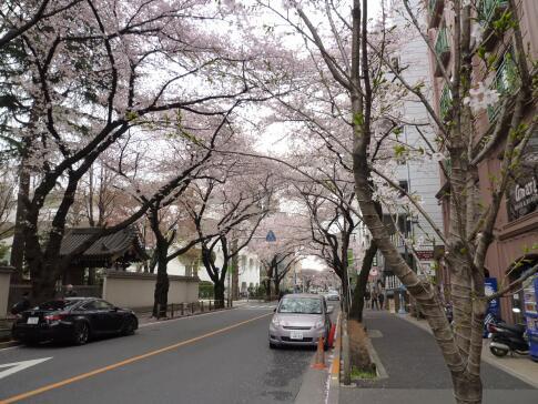 武蔵境の桜.jpg