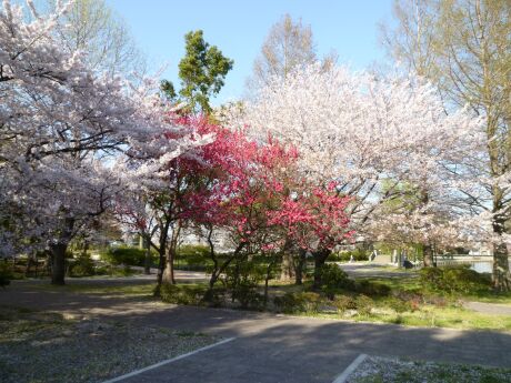 水城公園の桜5.jpg