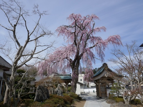 法華寺の桜2.jpg