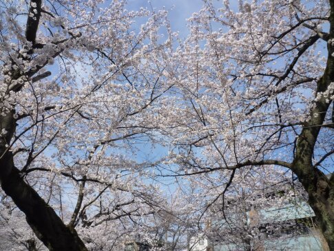 洗足池の桜5.jpg