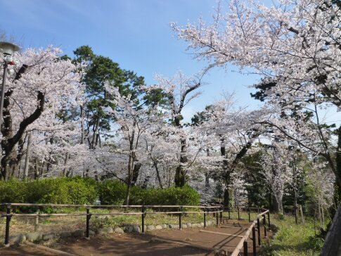 洗足池の桜6.jpg
