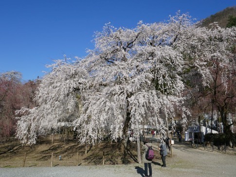 清雲寺の桜9c.jpg