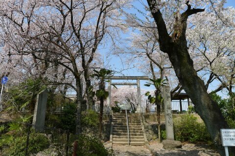 渋川護国神社の桜.jpg