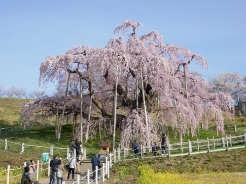 滝桜2.jpg