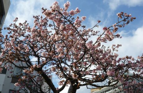 熱海桜6.jpg