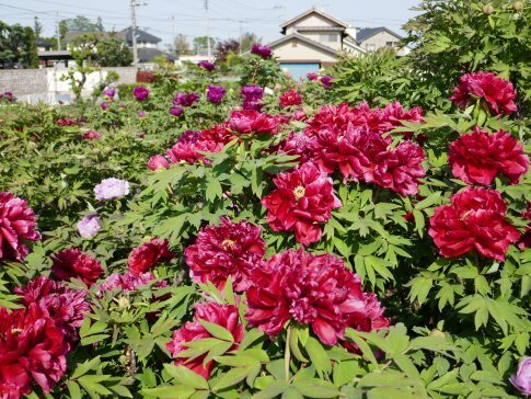 瑠璃ぼたん園2.jpg