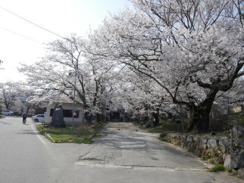 瑠璃寺の桜.jpg