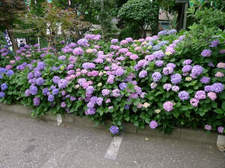 白山神社 アジサイ 201302.jpg