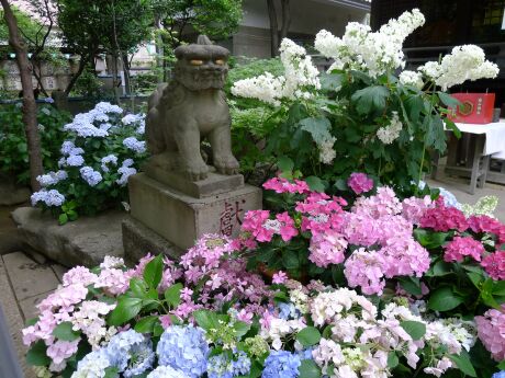 白山神社 アジサイ 201303.jpg