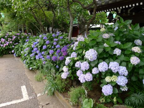 白山神社 アジサイ 201301.jpg