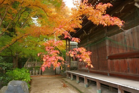 白峯寺 紅葉3.jpg
