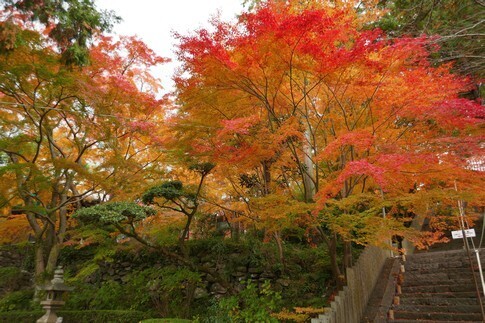 白峯寺 紅葉4.jpg