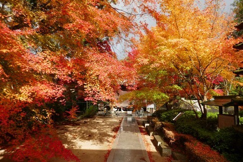 白峯寺 紅葉7.jpg