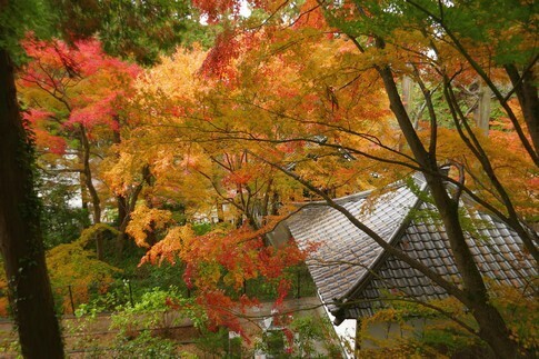 白峯寺 紅葉8.jpg