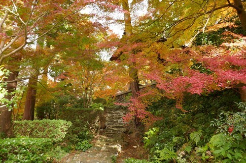 白峯寺 紅葉1.jpg