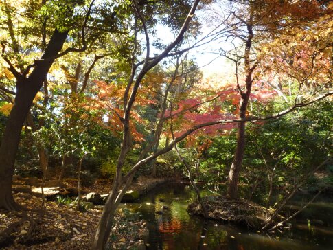 石神井記念庭園の紅葉2.jpg