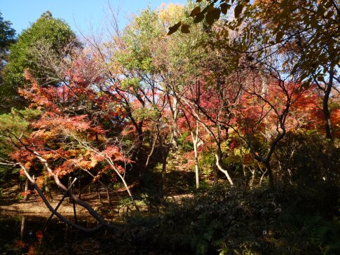 石神井記念庭園の紅葉3.jpg