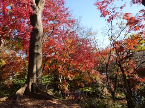 石神井記念庭園の紅葉6.jpg