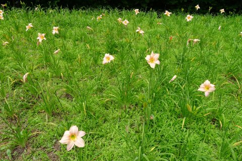 秩父ミューズパークのへメロカリス5.jpg