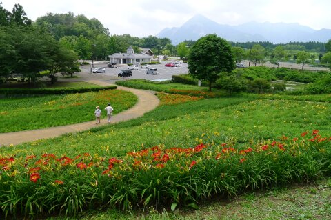 秩父ミューズパークのへメロカリス6.jpg