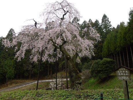 竜興寺の枝垂れ桜2.jpg