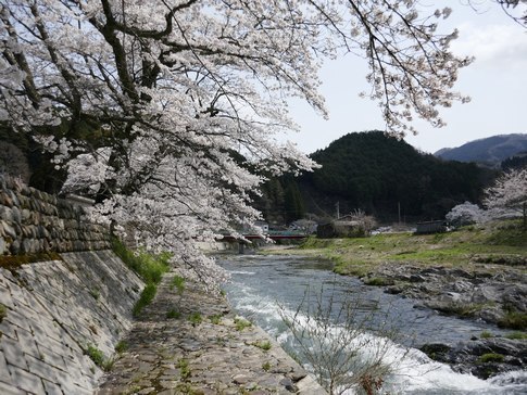 美甘宿桜8.jpg