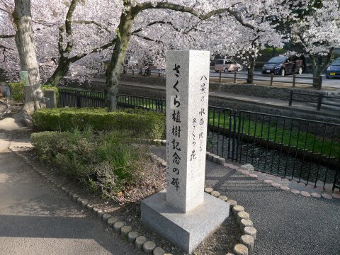若泉公園の桜.jpg