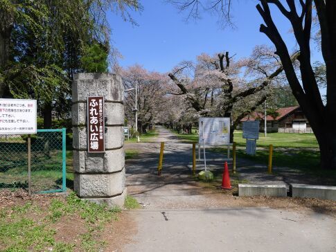 茨城牧場　桜.jpg