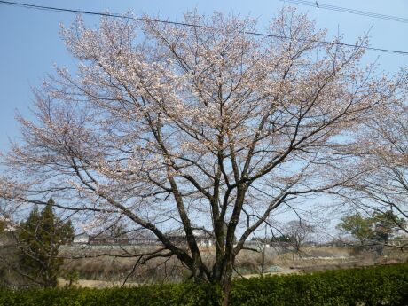 菊池神社 桜3.jpg