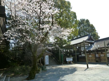 菊池神社 桜１.jpg