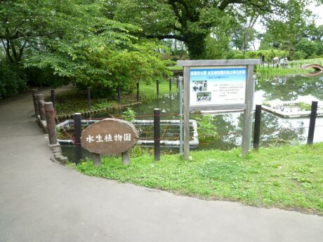 華蔵寺公園水生植物園.jpg