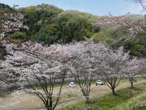 虎山の桜4.jpg