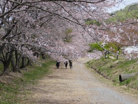 虎山の桜5.jpg