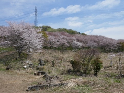 虎山の桜6.jpg