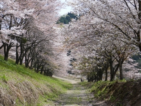 虎山の桜7.jpg