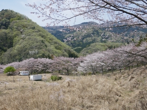 虎山の桜8.jpg