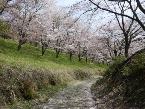 虎山の桜9a.jpg