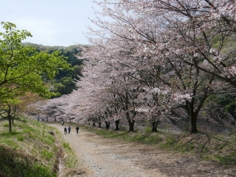 虎山の桜9b.jpg
