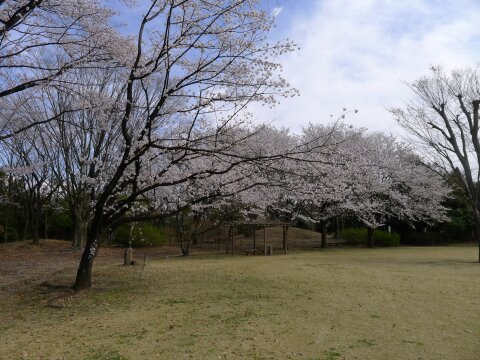 赤城見台公園の桜１.jpg