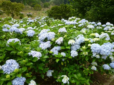越生あじさい公園2.jpg