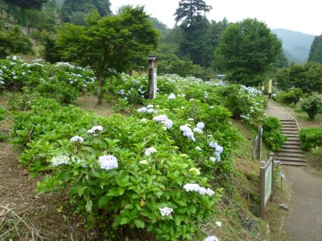 越生あじさい公園3.jpg