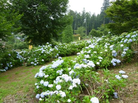越生あじさい公園4.jpg