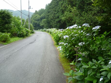 越生あじさい公園5.jpg