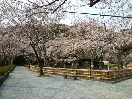 轟御殿跡の桜2.jpg