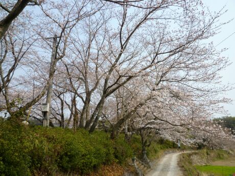 轟御殿跡の桜１.jpg